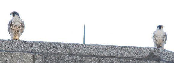 Peregrine Falcon (Falco peregrinus)
