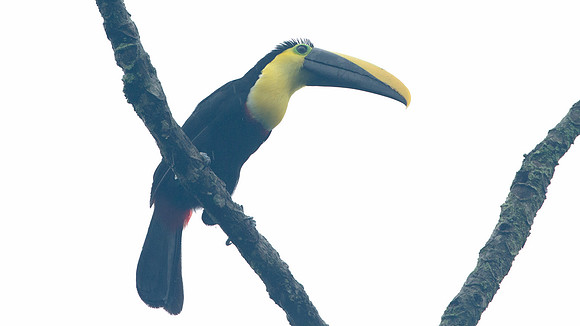 Choco Toucan (Ramphastos brevis)