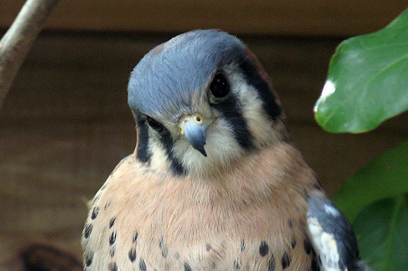 American Kestrel (Falco sparverius)