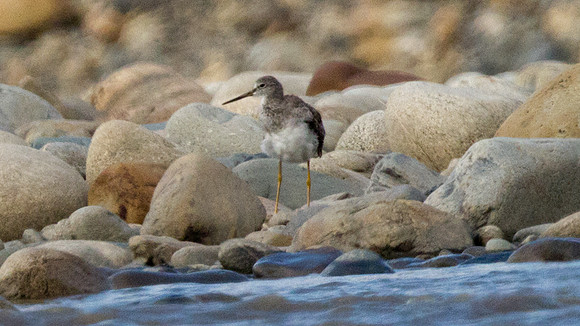Greater Yellowlegs (Tringa melanoleuca)
