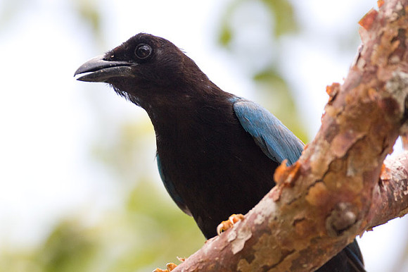 Yucatan Jay (Cyanocorax yucatanicus)
