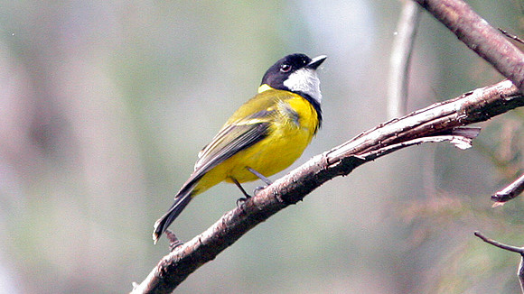 Australian Golden Whistler (Pachycephala pectoralis)