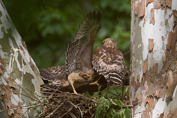 Red-shouldered Hawk (Buteo lineatus) adult and juvenile