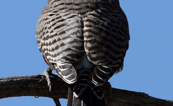 Northern Flicker (Colaptes auratus)