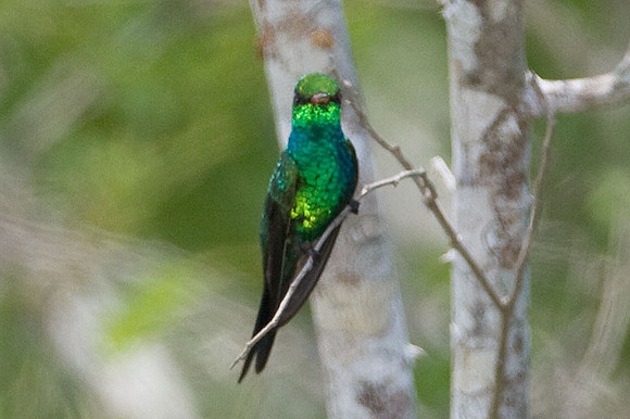 Canivet's Emerald (Chlorostilbon canivetii) male