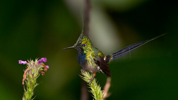 Wire-crested Thorntail (Discosura popelairii)
