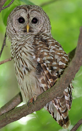 Barred Owl (Strix varia)