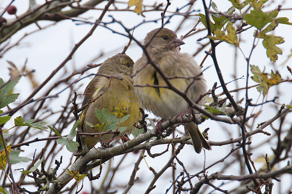 European Greenfinch (Carduelis chloris)