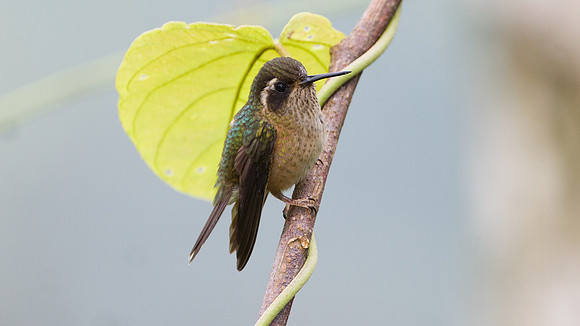 Speckled Hummingbird (Adelomyia melanogenys)