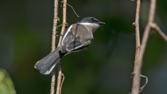 Bar-winged flycatcher-shrike (Hemipus picatus)