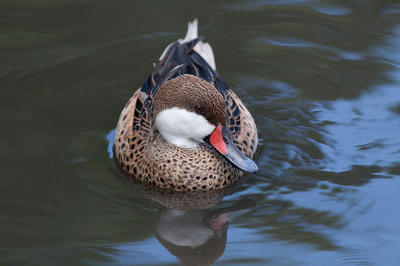 White cheeked Pintail (Anas bahamensis)
