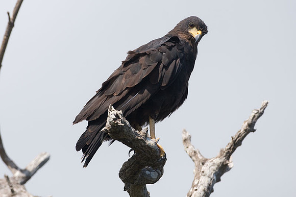 Common Black Hawk (Buteogallus anthracinus)