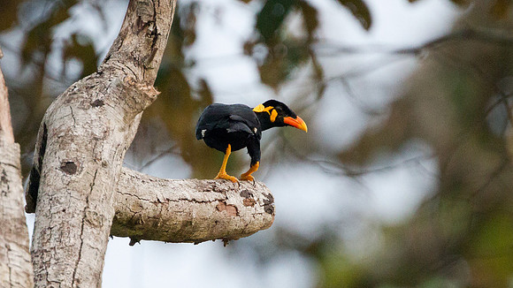 Hill Myna (Gracula religiosa)