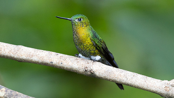 Golden-breasted Puffleg (Eriocnemis mosquera)