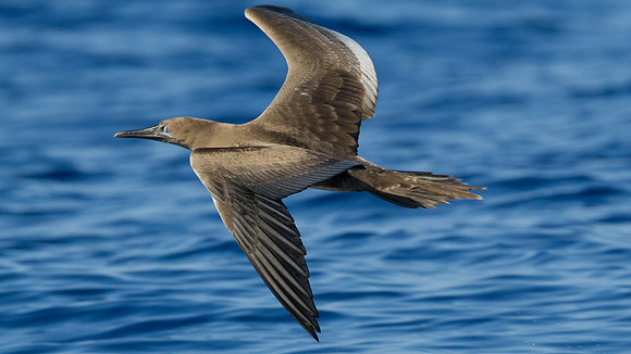 Red-footed Booby (Sula sula)