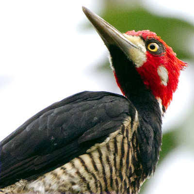 Crimson-crested Woodpecker (Campephilus melanoleucos)