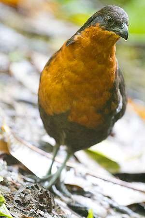 Dark-backed Wood Quail (Odontophorus melanonotus)