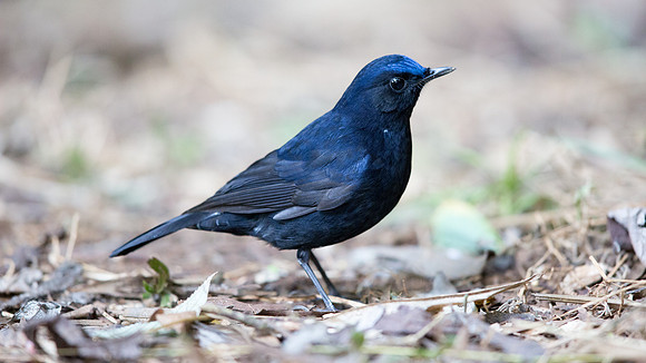 White-tailed robin (Cinclidium leucurum) Male
