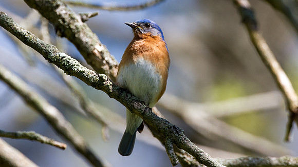 Eastern Bluebird (Sialia sialis) Male