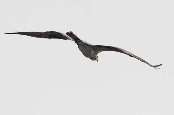Osprey (Pandion haliaetus)