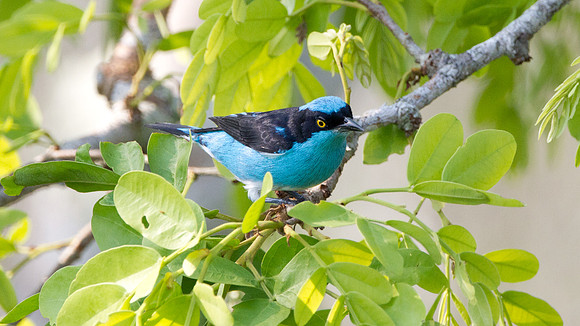 Black-faced Dacnis (Dacnis lineata)