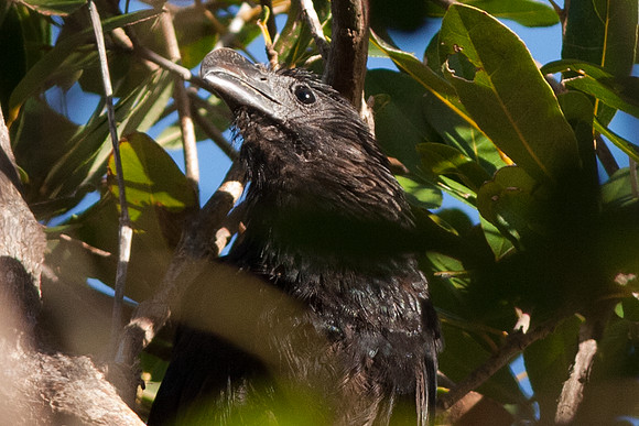 Smooth-billed Ani (Crotophaga ani)