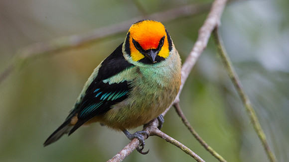 Flame-faced Tanager (Tangara parzudakii)
