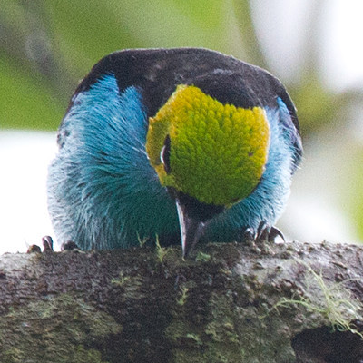 Paradise Tanager (Tangara chilensis)