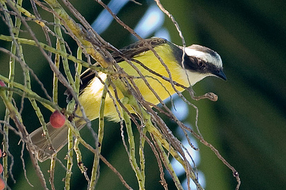 Social Flycatcher (Myiozetetes similis)