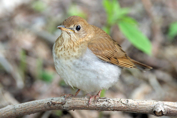 Veery (Catharus fuscescens)