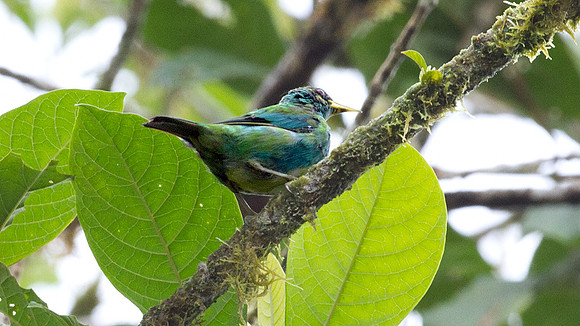 Green Honeycreeper (Chlorophanes spiza)