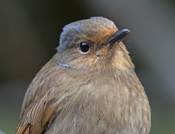 Large niltava (Niltava grandis) Female