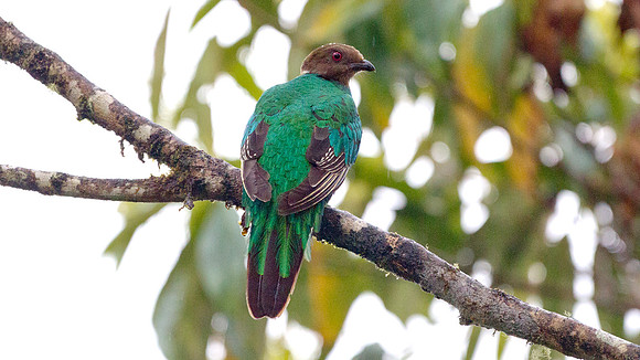 Golden-Headed Quetzal (Pharomachrus auriceps)
