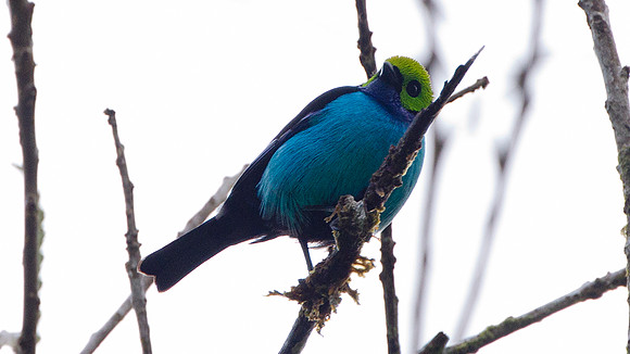 Paradise Tanager (Tangara chilensis)