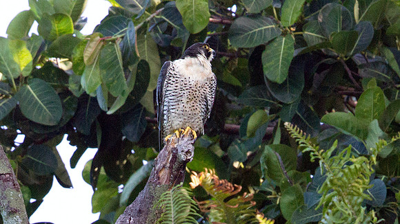 Peregrine Falcon (Falco peregrinus)