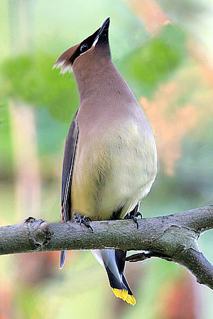 Cedar Waxwing (Bombycilla cedrorum)
