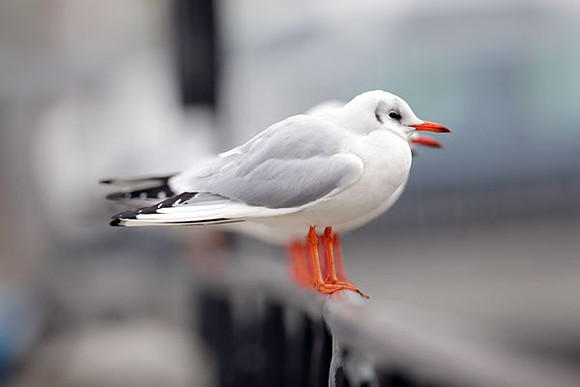 Black-headed Gull (Chroicocephalus ridibundus)