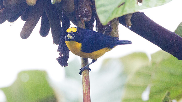 Thick-billed Euphonia (Euphonia laniirostris)
