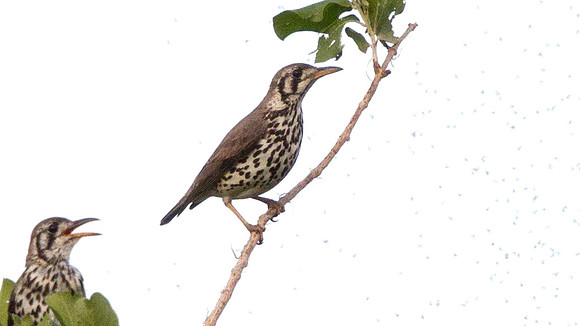 Groundscraper Thrush (Psophocichla litsitsirupa)