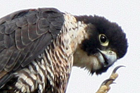 Peregrine Falcon (Falco peregrinus)