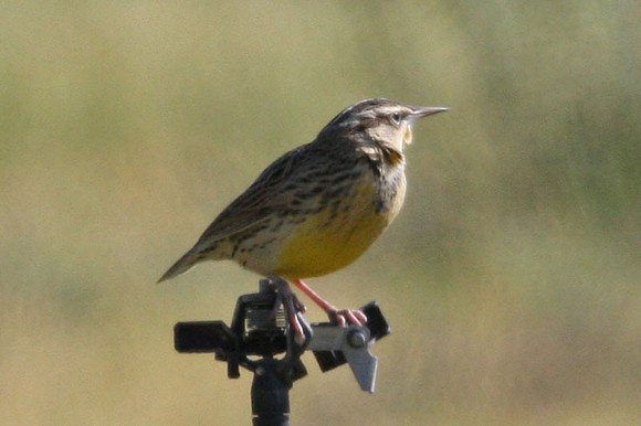 Western Meadowlark (Sturnella neglecta)