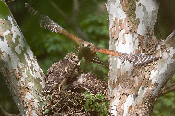 Red-shouldered Hawk (Buteo lineatus) adult and juvenile