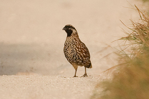 Black-throated Bobwhite (Colinus nigrogularis) also known as Yucatan Bobwhite