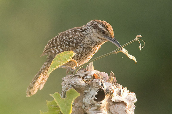 Yucatan Wren (Campylorhynchus yucatanicus)