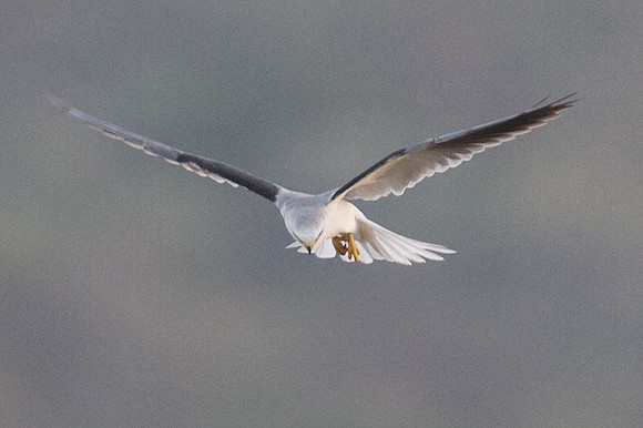 White-tailed Kite (Elanus leucurus) also known as Black-shouldered Kite