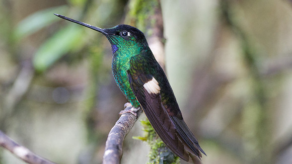 Buff-Winged Starfrontlet (Coeligena lutetiae)