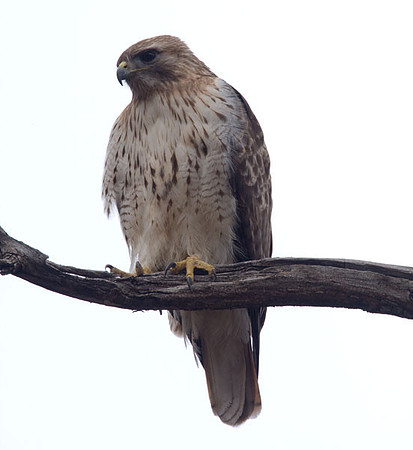 Red-tailed Hawk (Buteo jamaicensis)