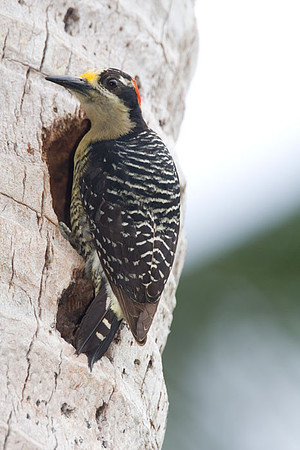 Black-cheeked Woodpecker (Melanerpes pucherani) female