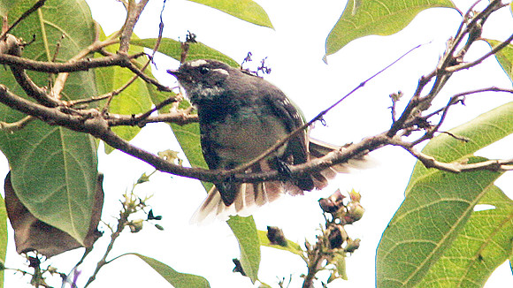 Grey Fantail (Rhipidura albiscapa)