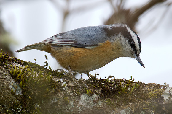 Red-breasted Nuthatch (Sitta canadensis)